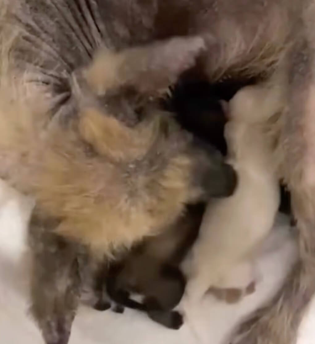 All 5 puppies are here