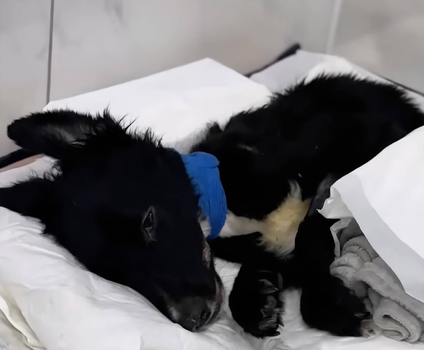 Armando at the vet clinic