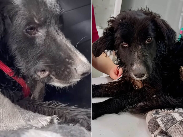 Armando rescue story