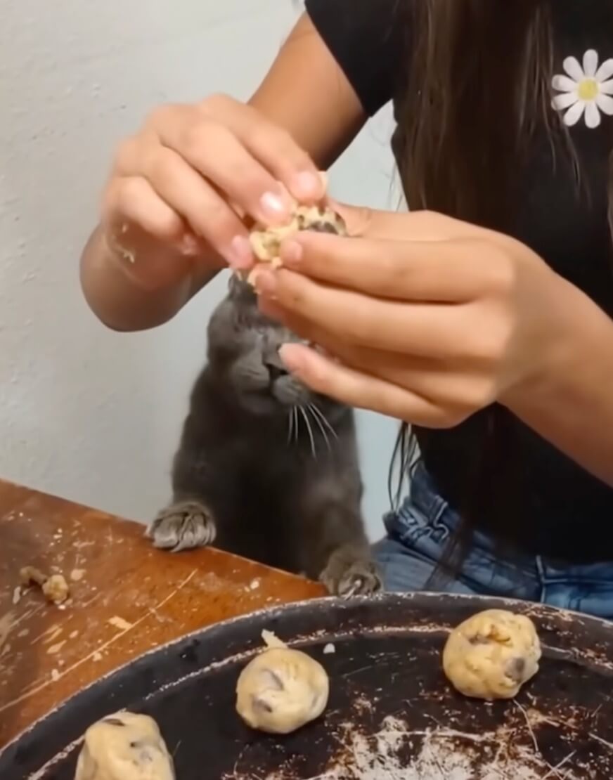 Bianca in her forever home