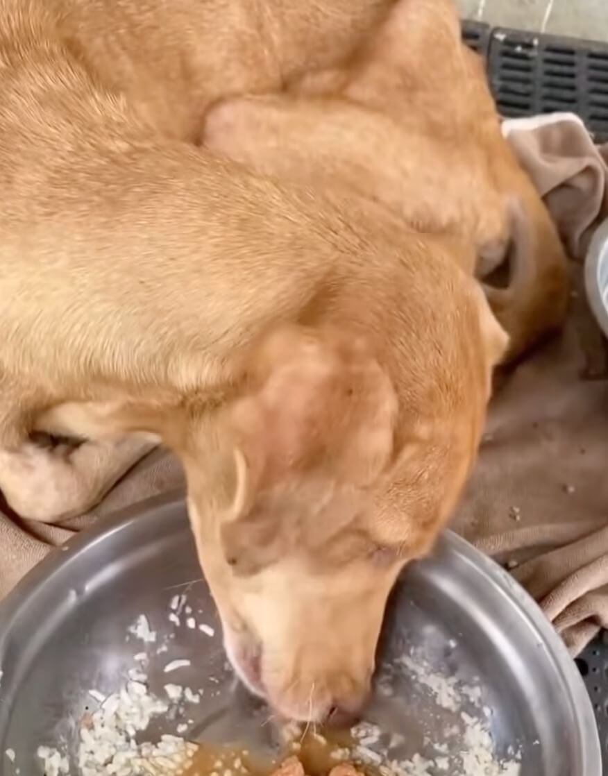 Blair at the vet clinic eating