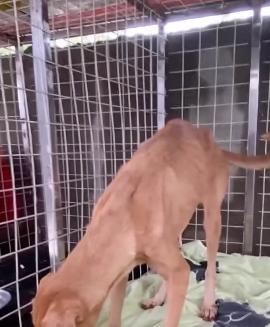 Blair getting stronger