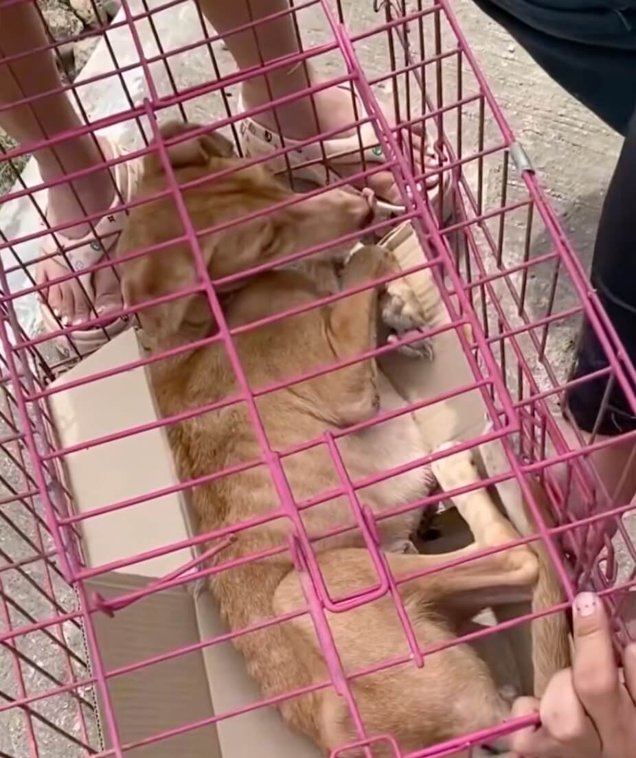 Blair going to the vet clinic