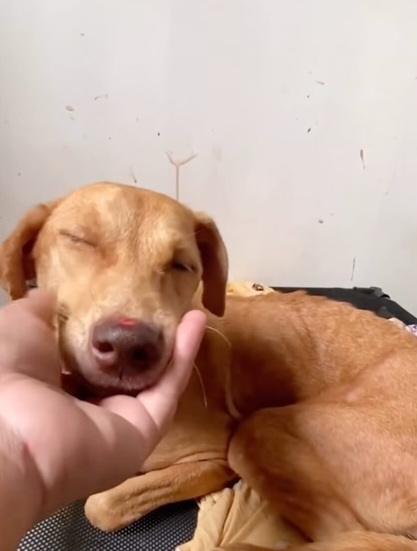 Blair in her forever home