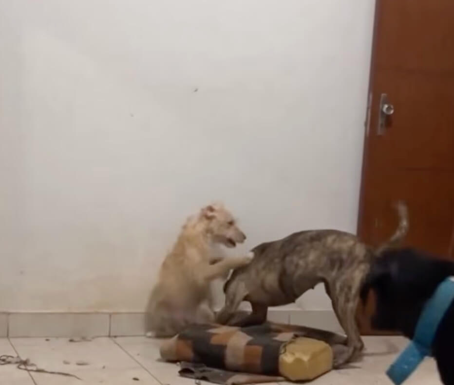 Catarina healing beside other stable dogs