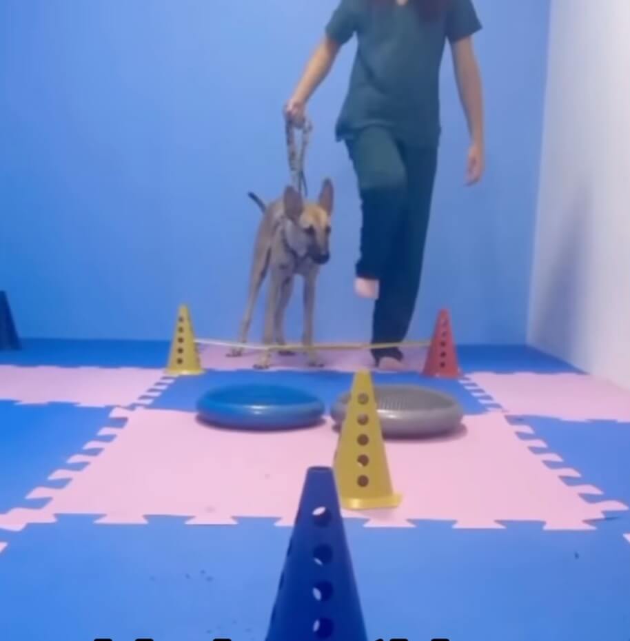 Cavalete learning to walk