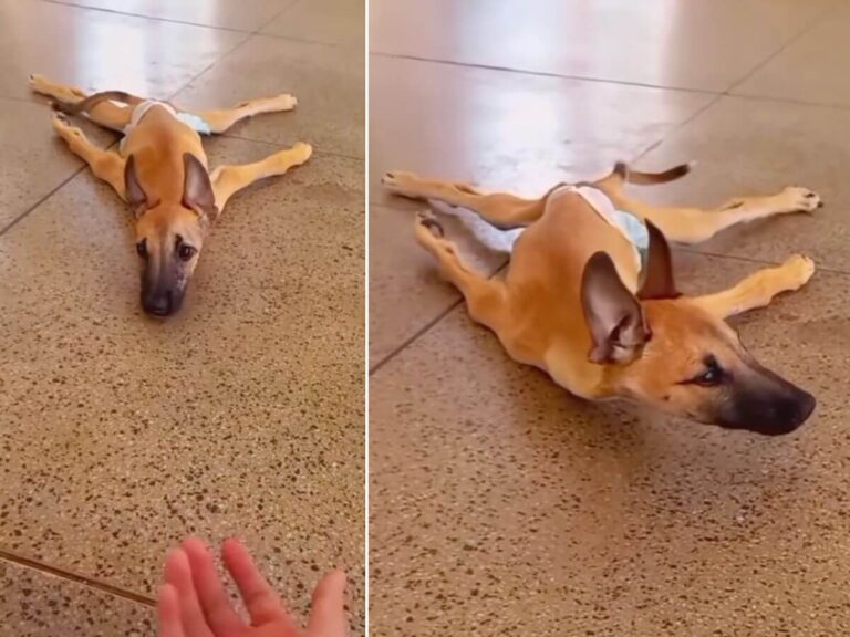 Cavalete rescue story