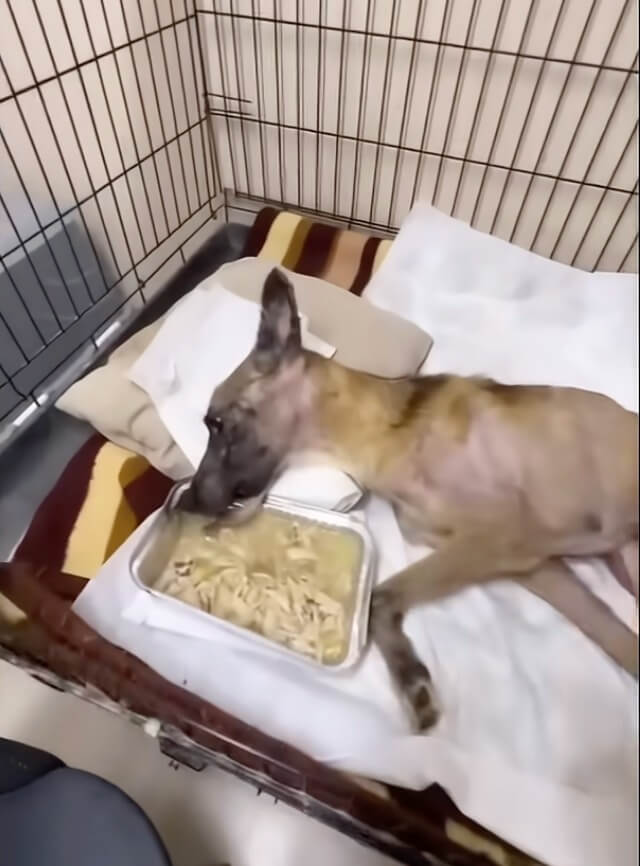 Dairn trying to eat on her own