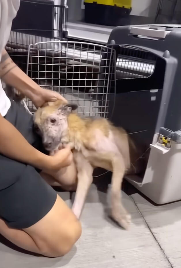 Dairn's condition initially