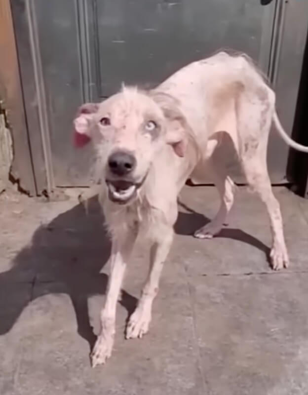 Dobby after 2 weeks