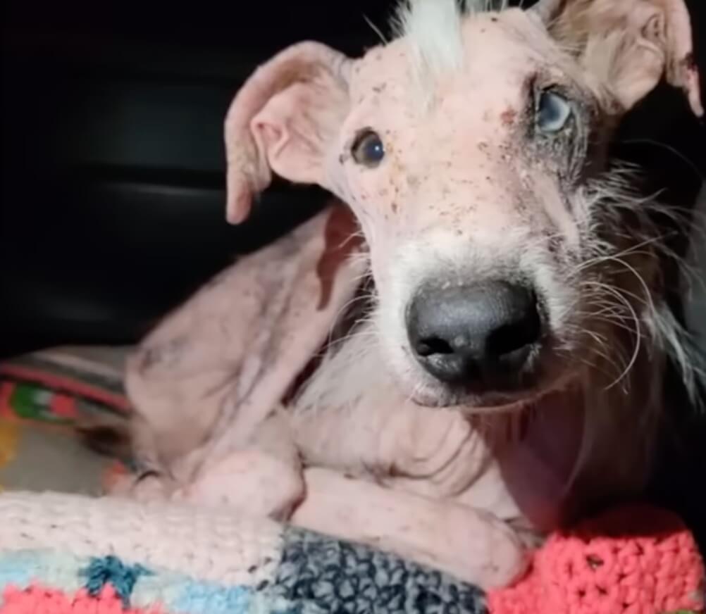 Dobby in the car going to the vet clinic