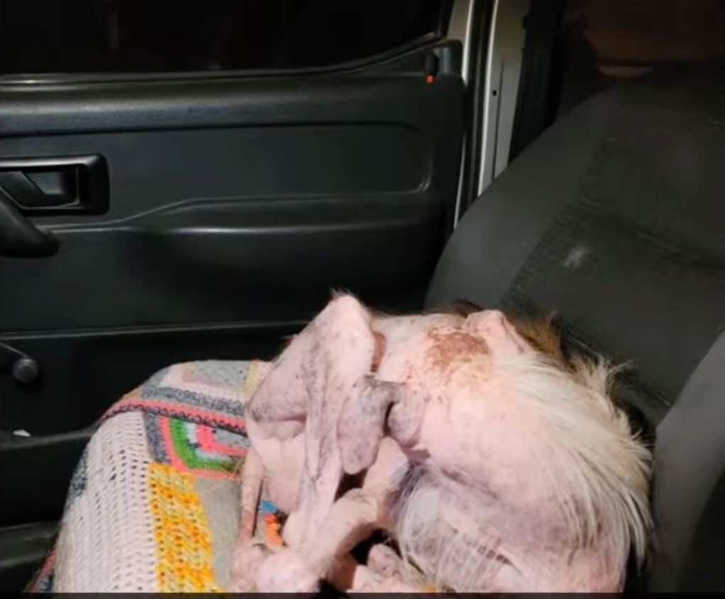 Dobby going to the shelter