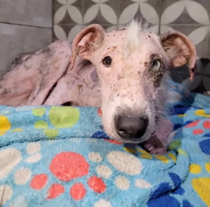 Dobby in the shelter