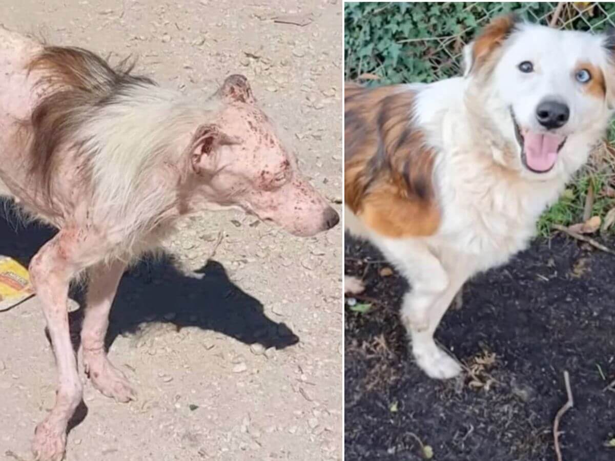 Dobby rescue story