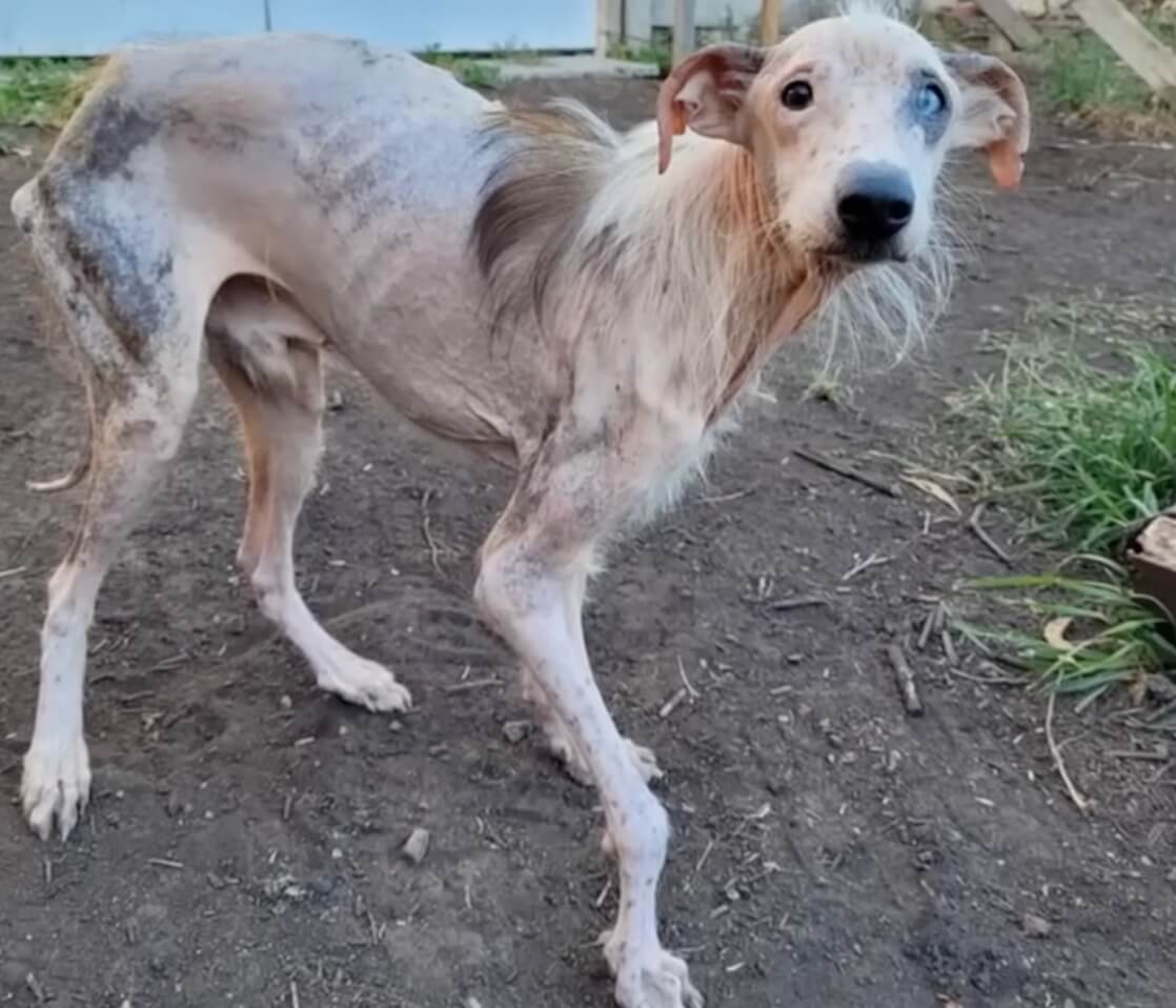 Dobby at the shelter healing