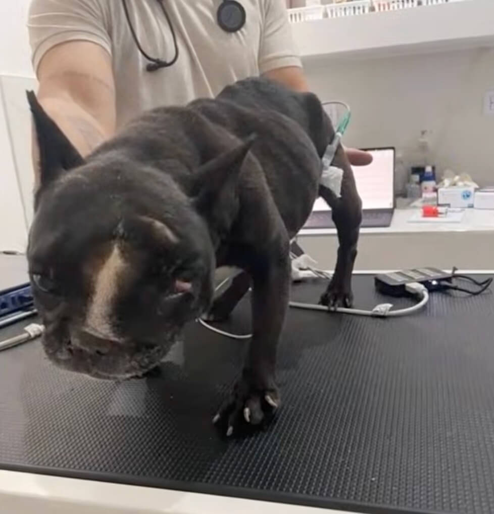 Dona at the vet clinic