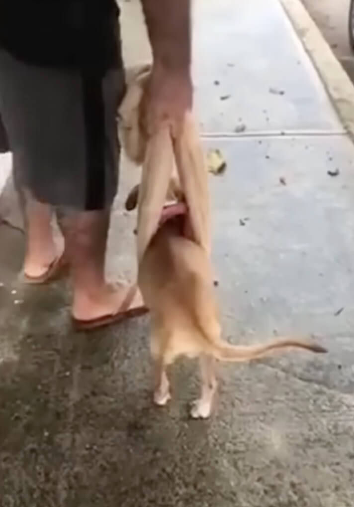 Eva getting walking therapy