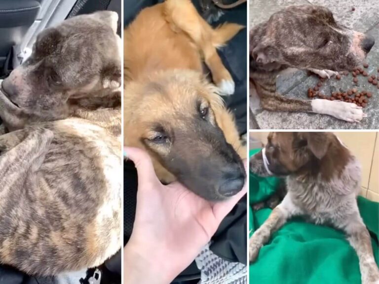 Freg Mia and Thiago rescue story