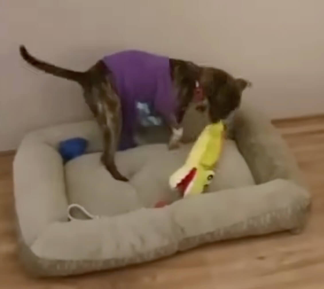 Freg in his forever home