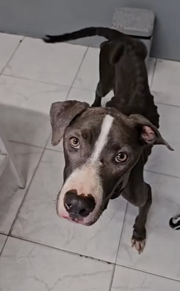 Her tail started wagging