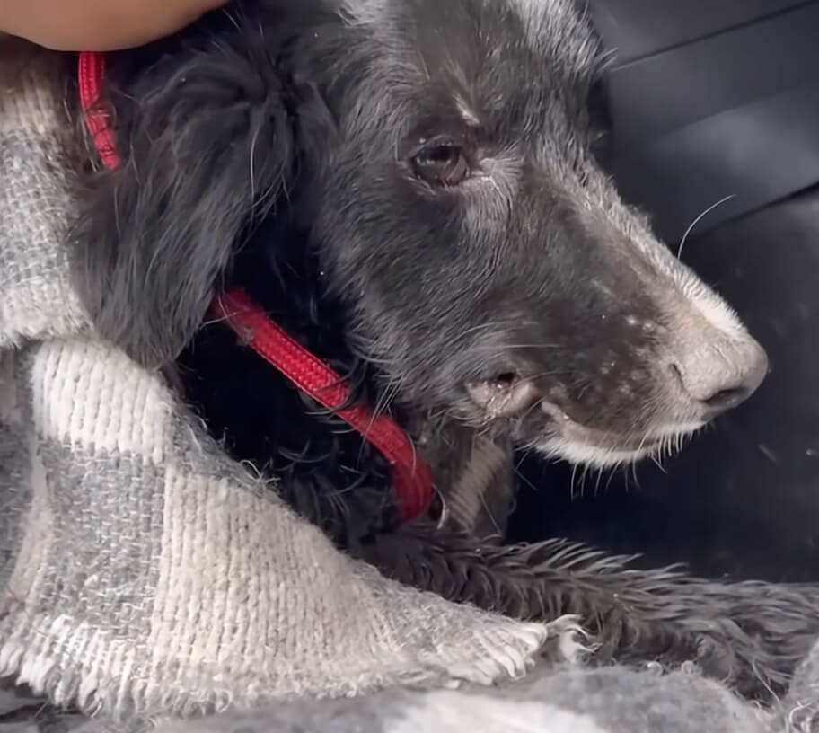 How Armando was found