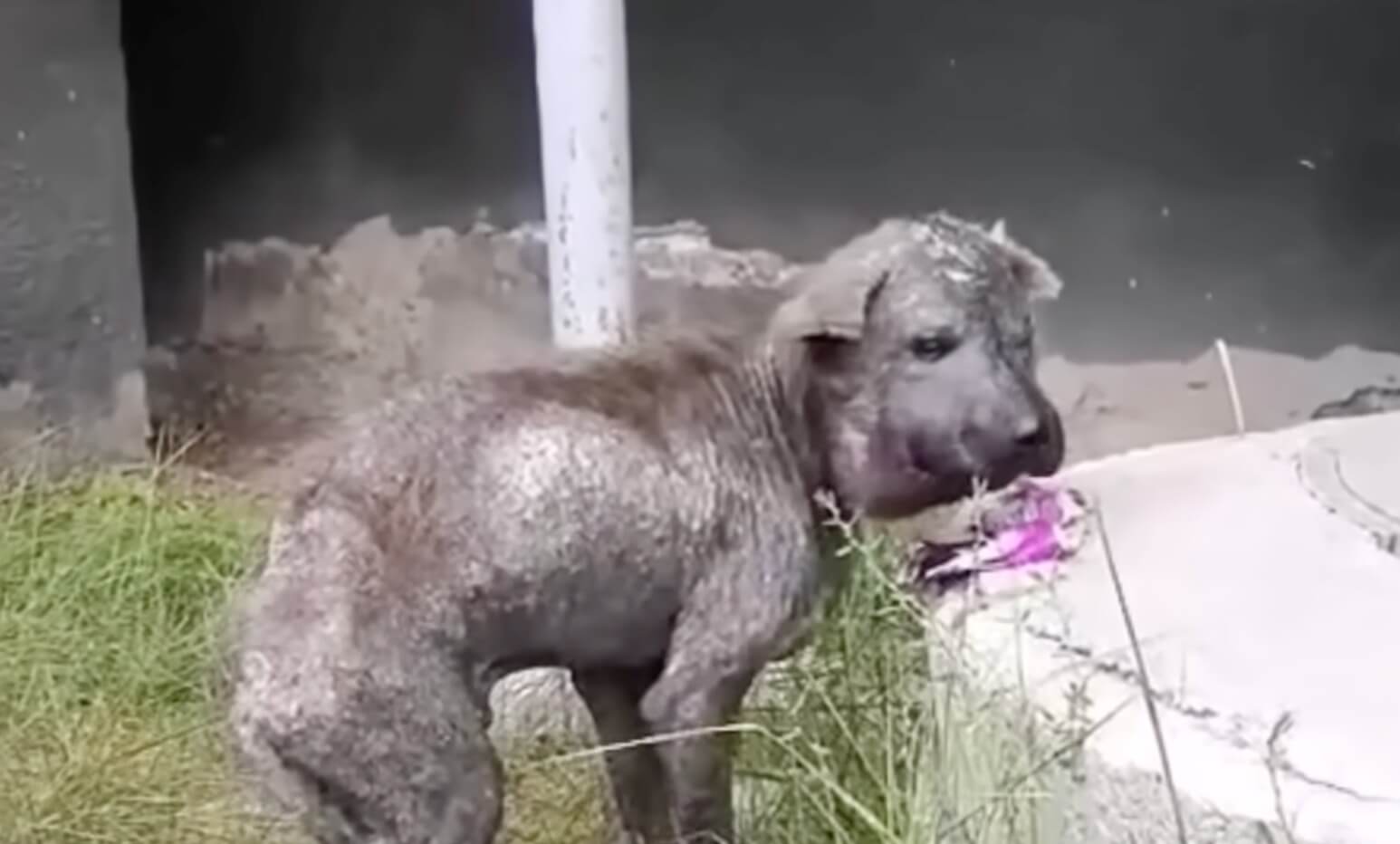 How Krouch was found