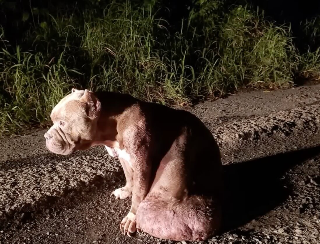 How Magnolia was found