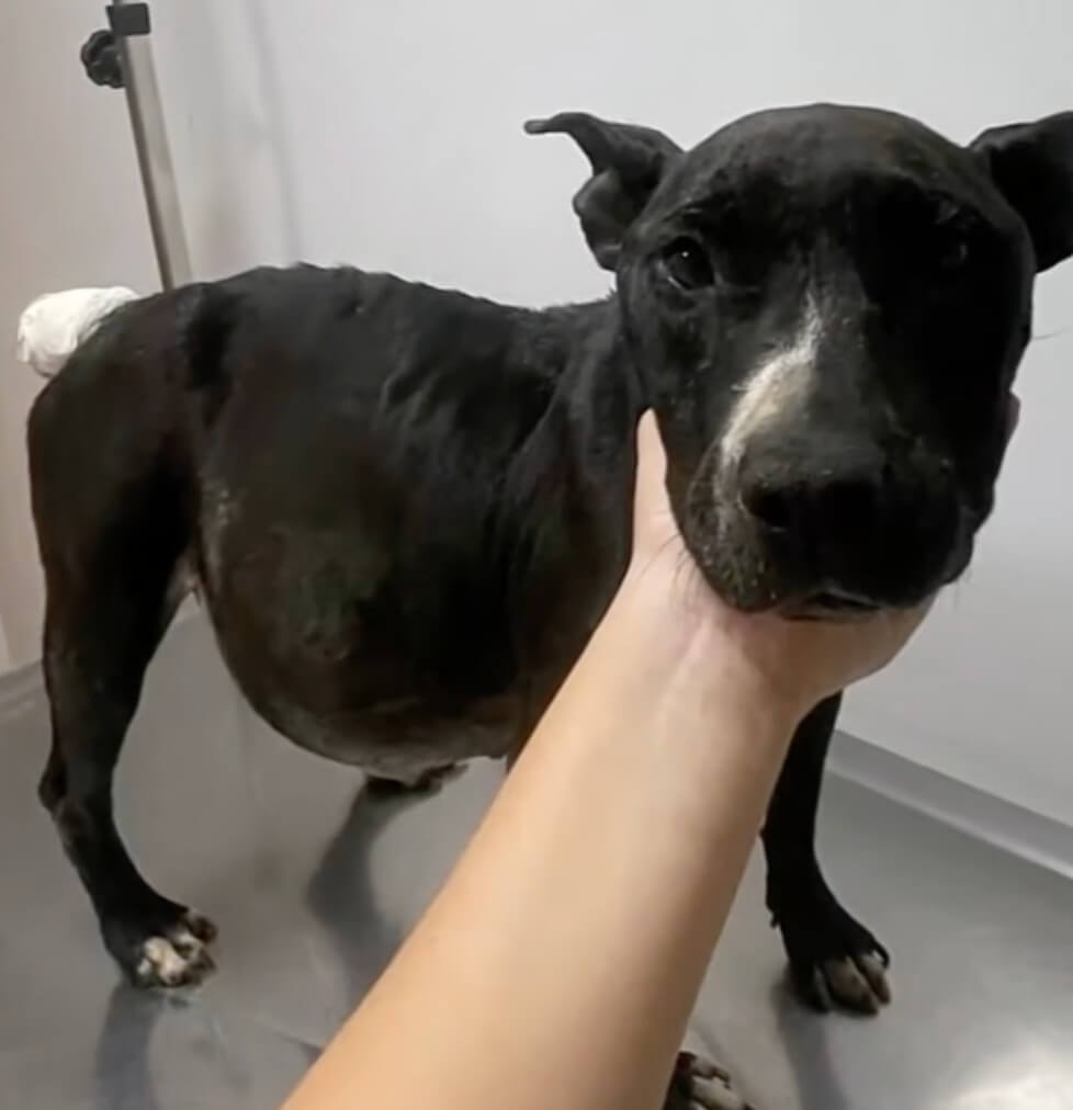 Isabela at the vet clinic