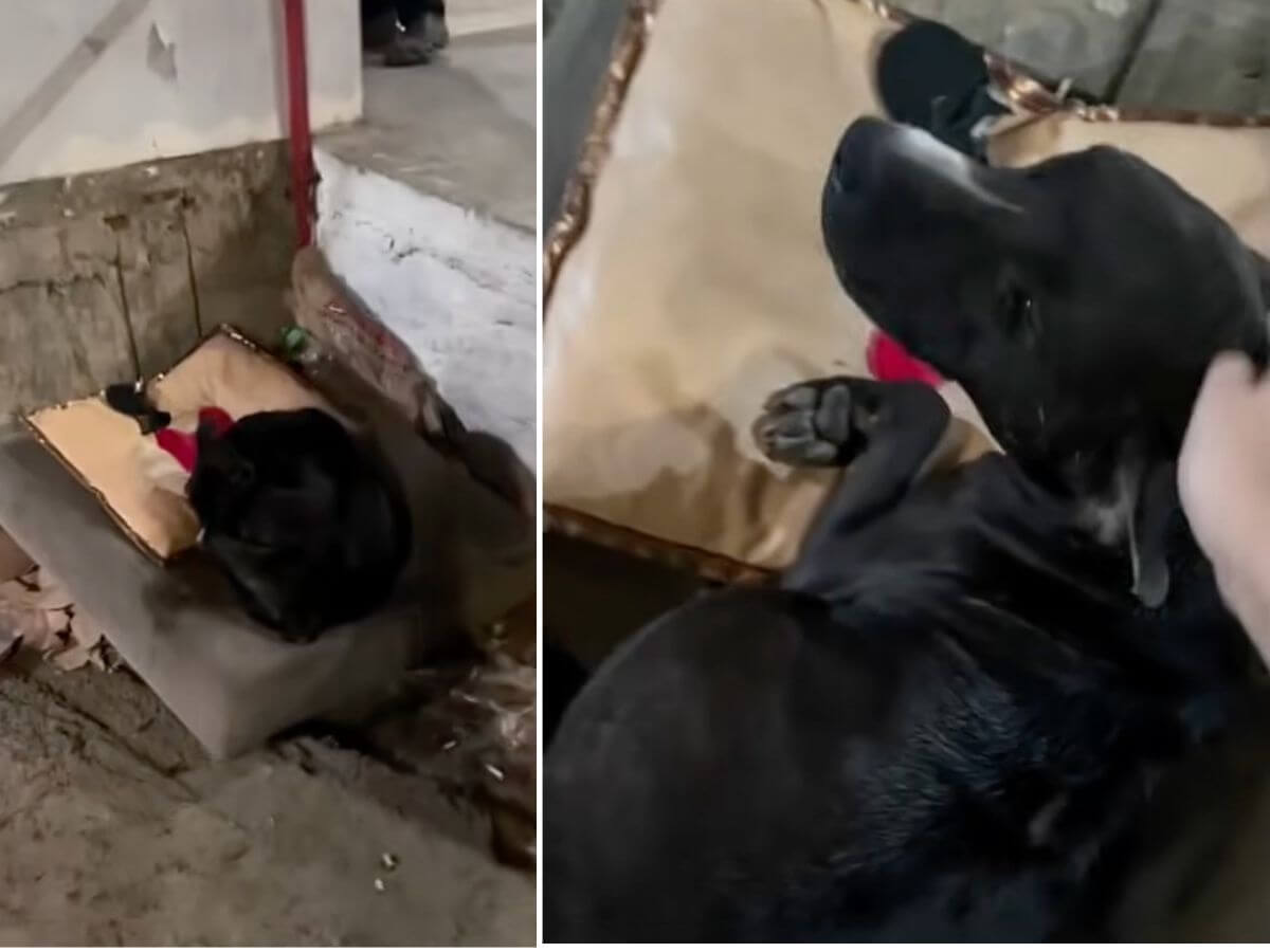 Isabela rescue story