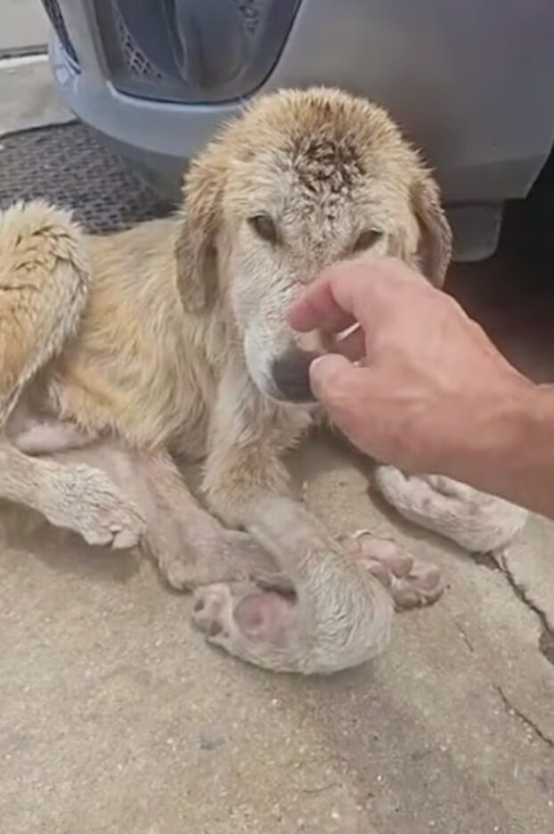 Juanjo stopped for Lolo