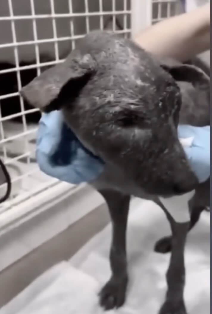 Krouch in the vet clinic