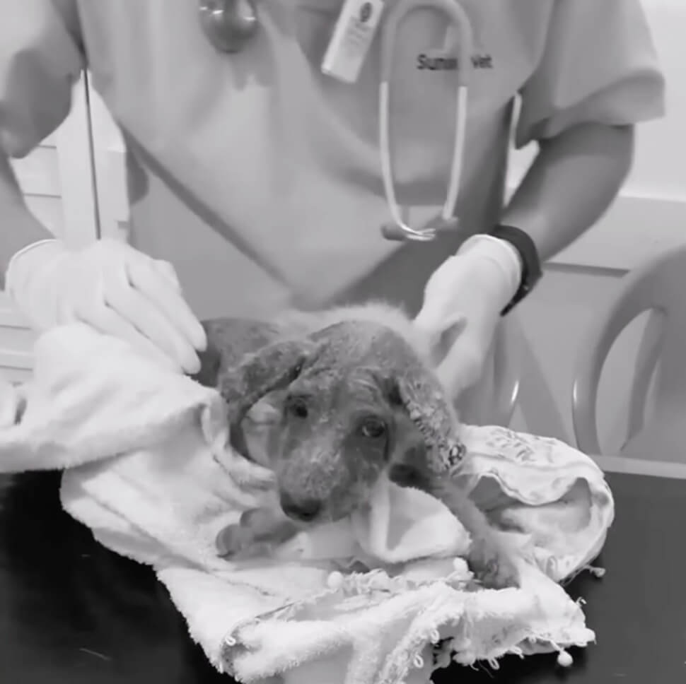 Lenny at the vet clinic