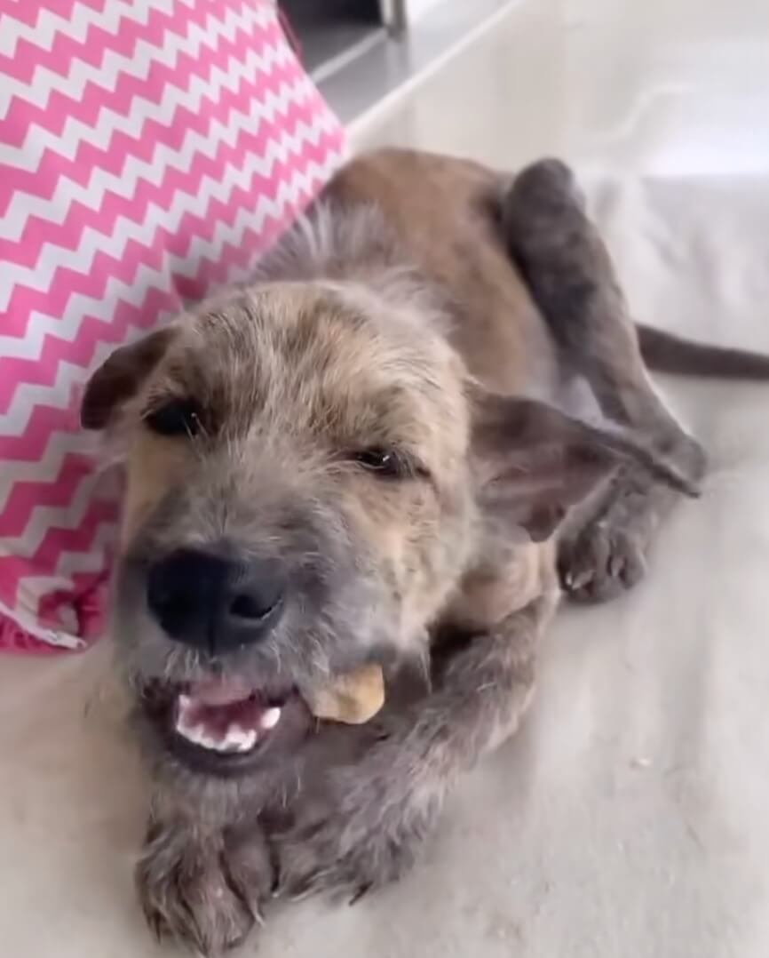 Lenny's fur growing