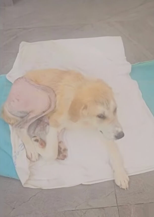 Lolo after successful surgery