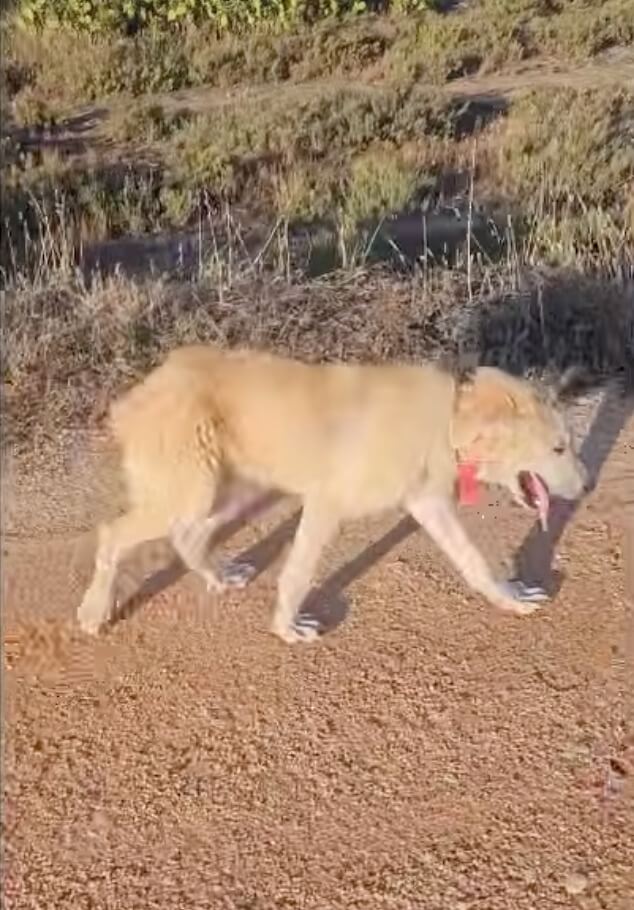Lolo learning to walk