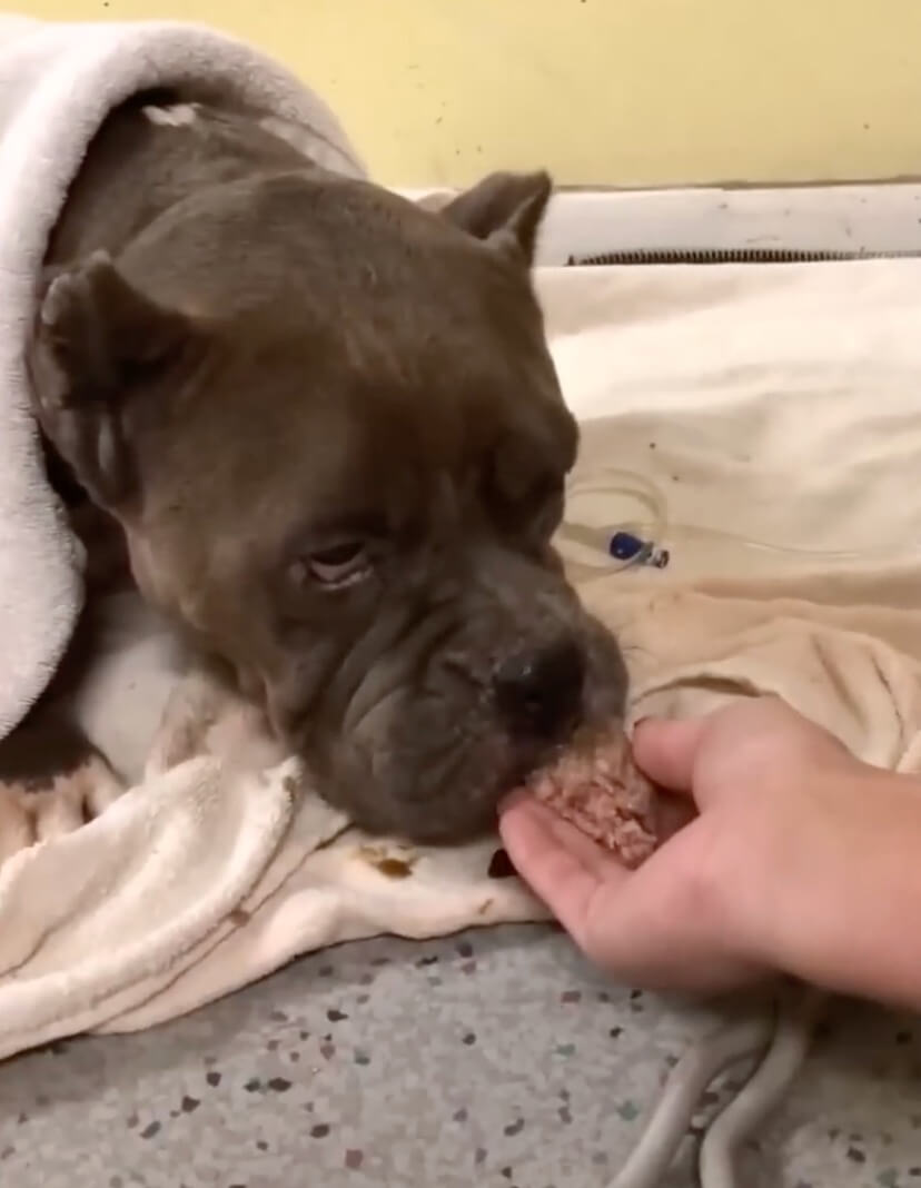 Magnolia having a light breakfast