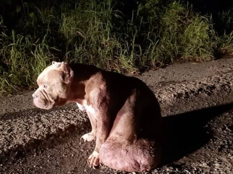 Magnolia rescue story