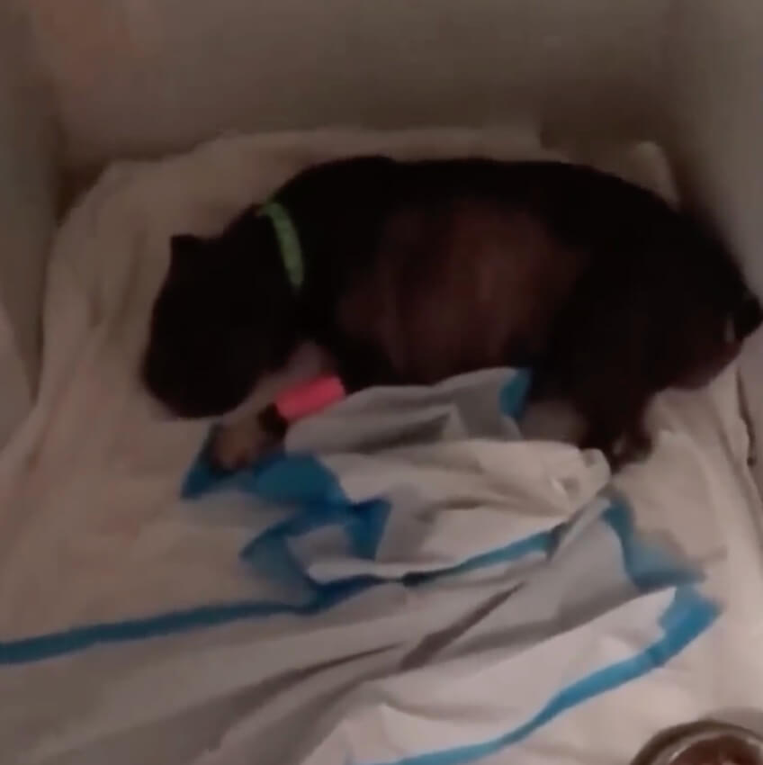 Magnolia sleeping after her successful surgery