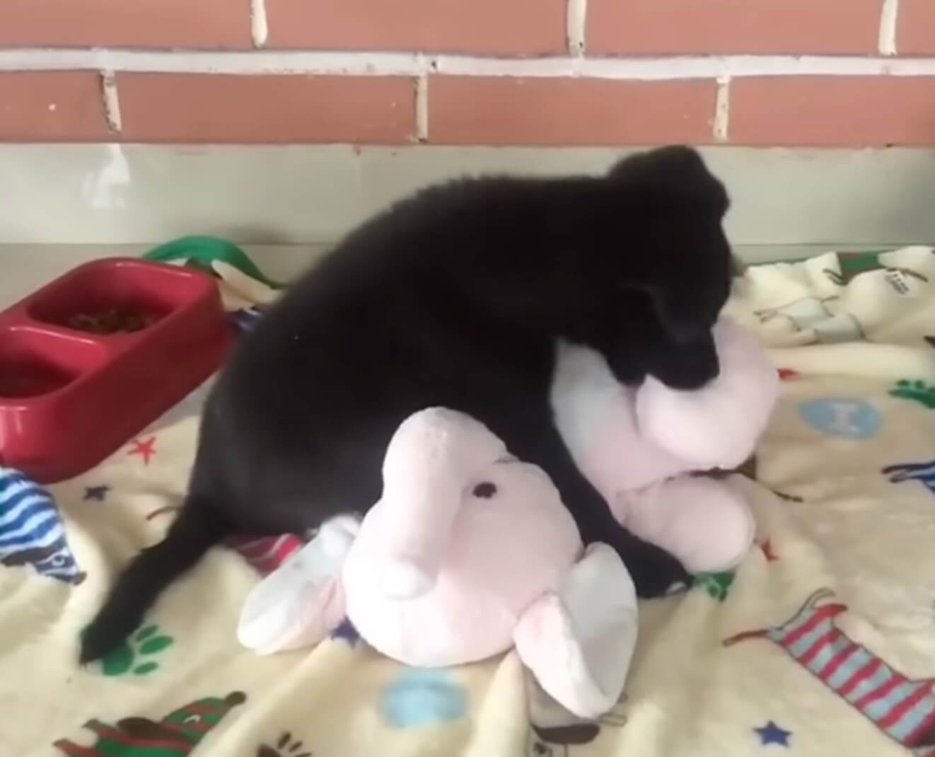 Magut in the vet clinic