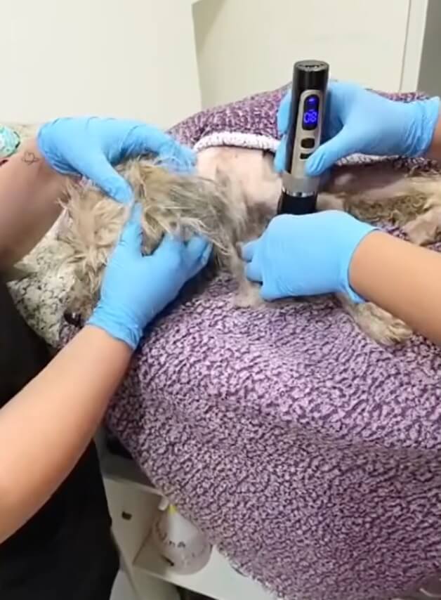 Phoenix at the vet clinic