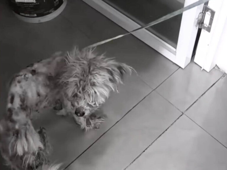 Phoenix rescue story