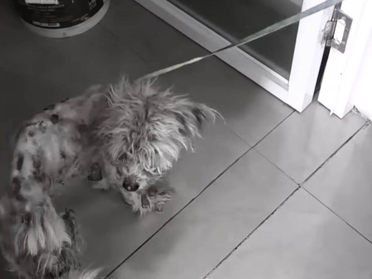 Phoenix rescue story