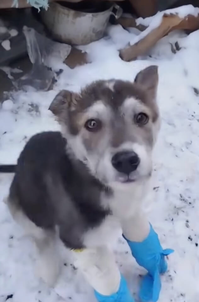 Rescuer taking him home