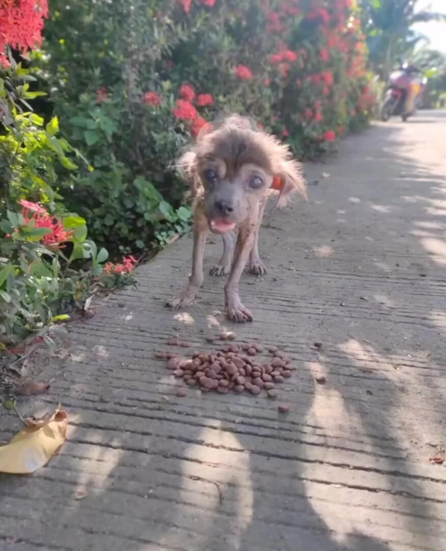 Rescuers gave him food