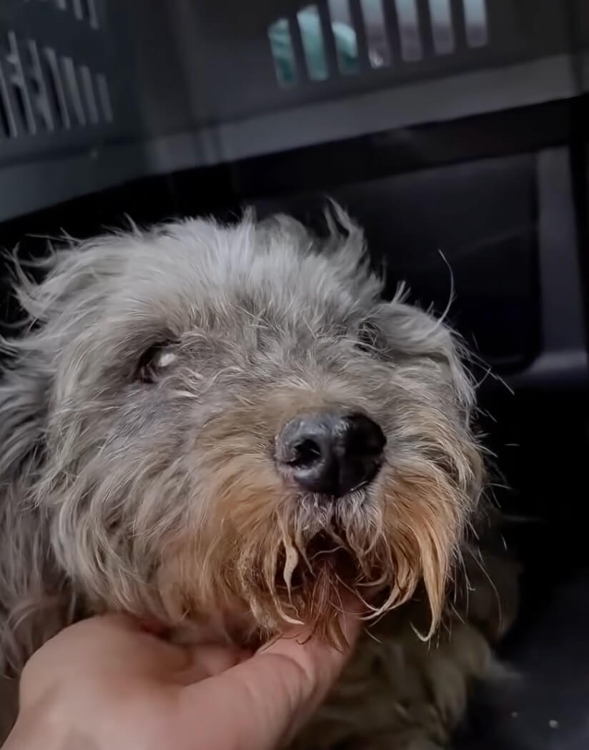 Rescuers taking her to the clinic