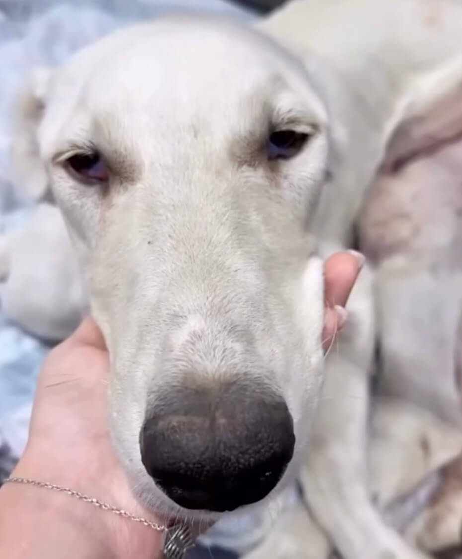 Rescuers taking him to the clinic