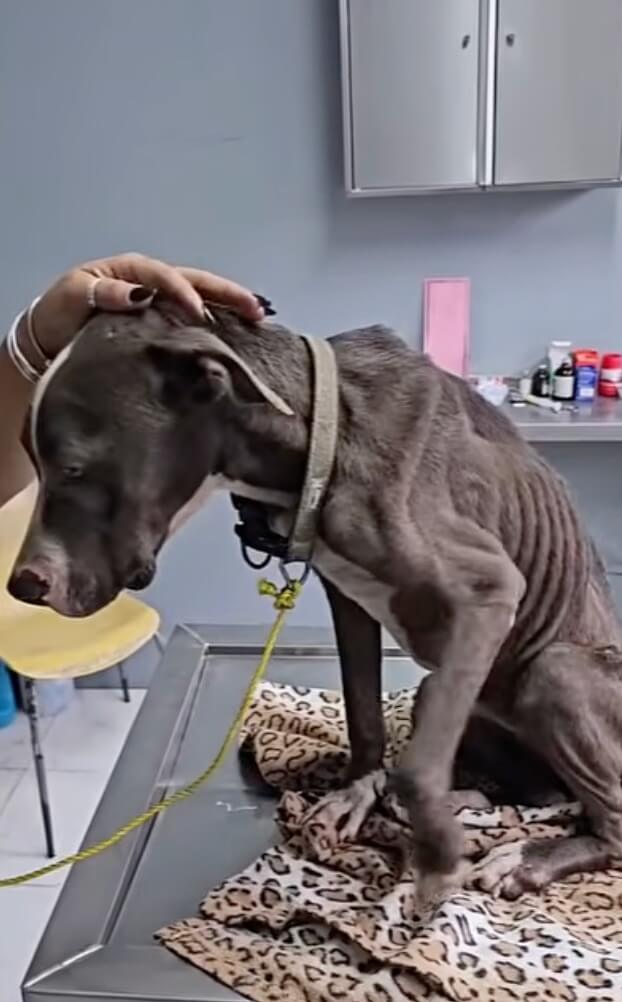 Rescuers took her to the vet clinic