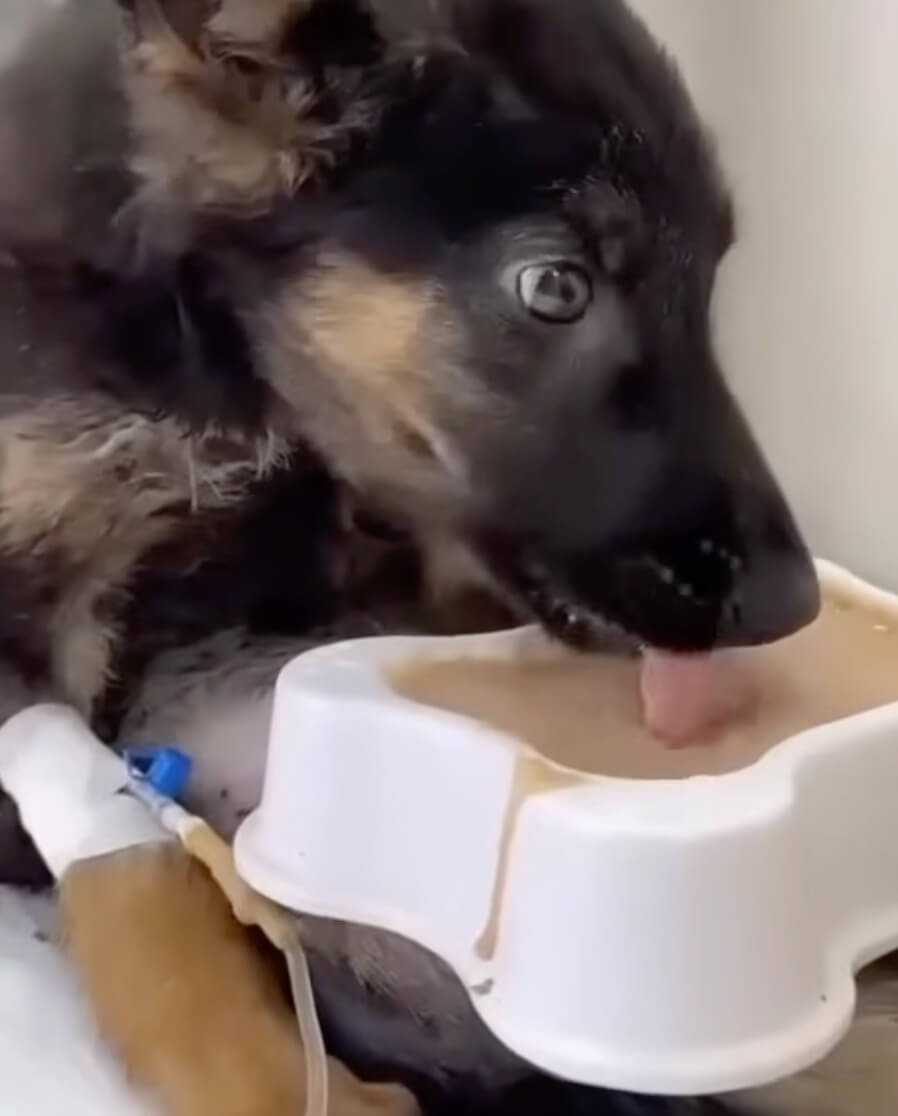 Sean at the vet clinic