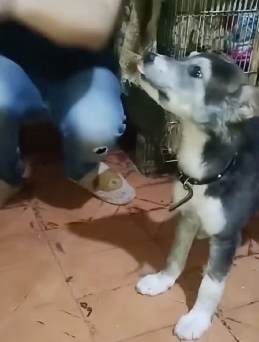 Sever complete healed