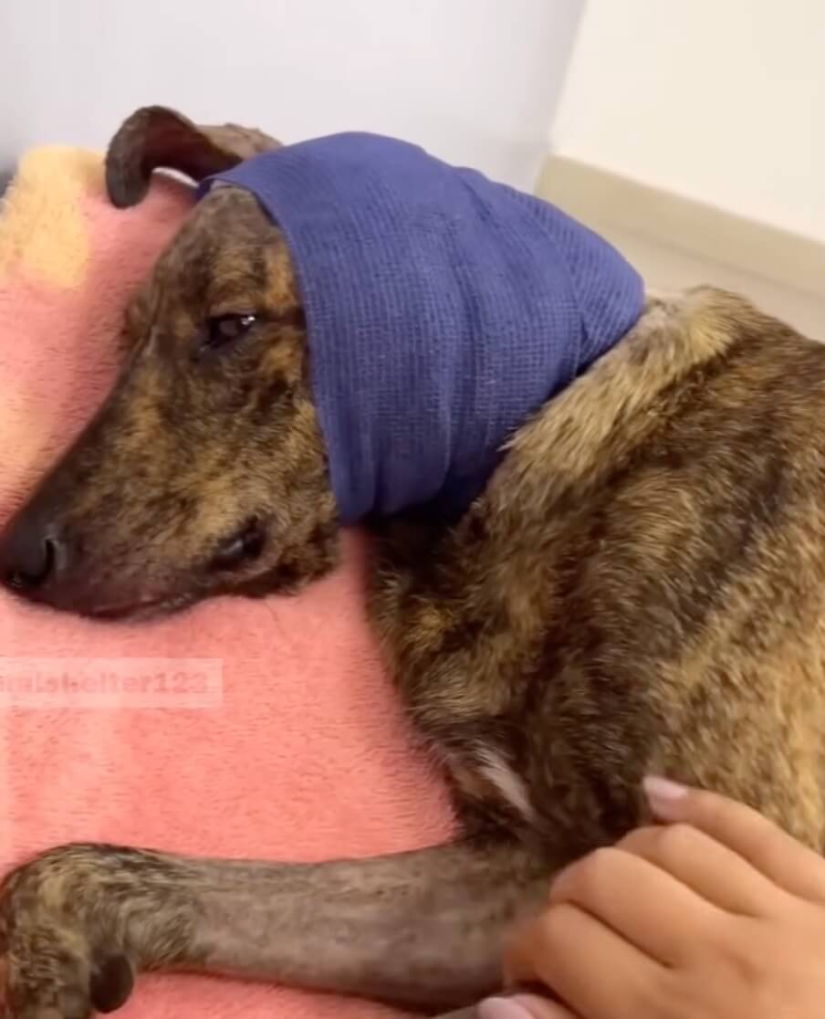 Solange at the vet clinic